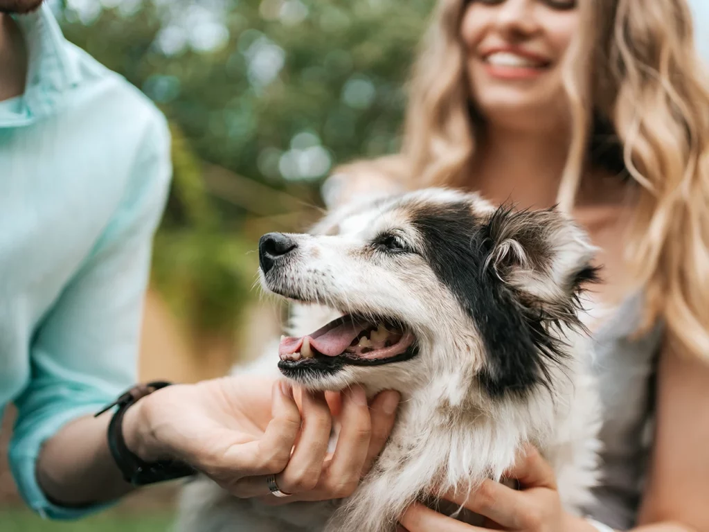 Pet-friendly